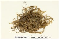 藏品(平苔科)的圖片